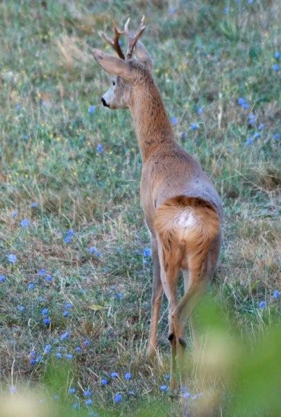 Il Capriolo